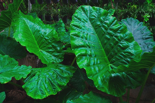 Alocasia odora foliage or Giant upright elephant ear Exotic tropical leaf