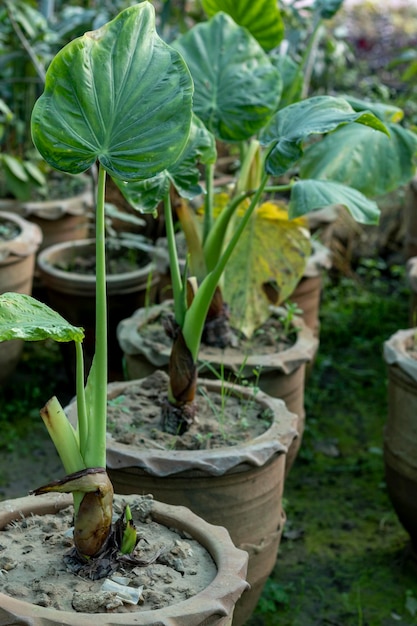 Alocasia Portora Elephant Ear plant in pots