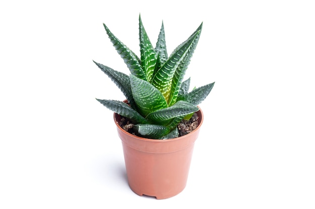 Aloe aristata plant in a brown pot isolated on white background