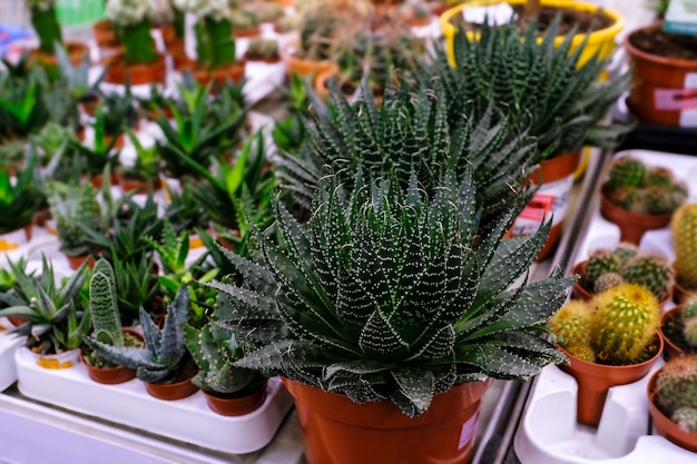 Aloe aristata. Plant at floral market for sale.