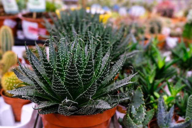 Aloe aristata. Plant at floral market for sale.