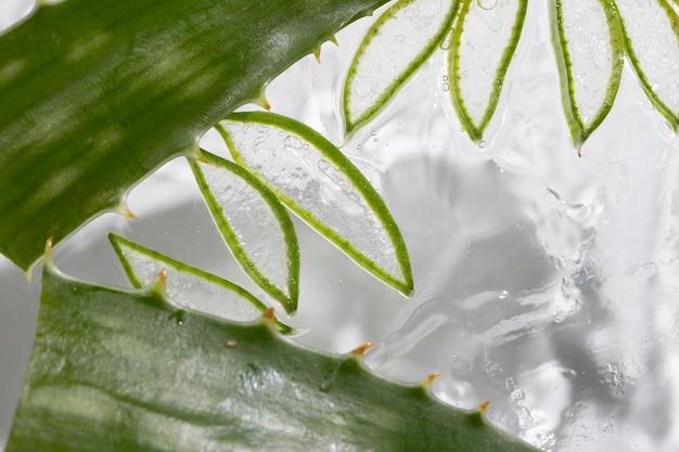 Aloe background slices and leaves in moisturizing healing gel