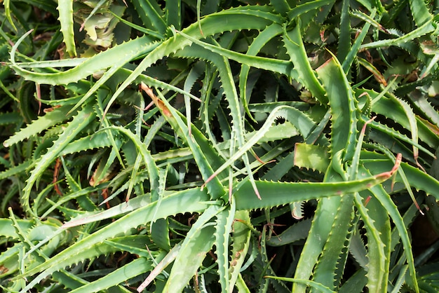 Aloe barbadensis or aloe vera pattern