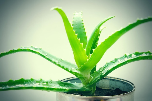 Aloe in pot