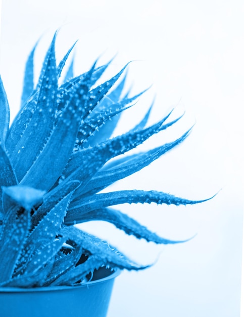 Aloe rosette leaf succulent in a blue tone