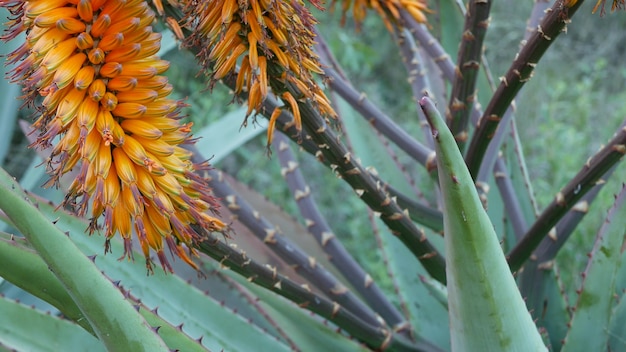 Aloe succulent plant yellow flower, California USA. Desert flora, arid climate. Bloom of Aloe Vera. 