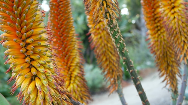 Aloe succulent plant yellow flower, California USA. Desert flora, arid climate botanical bloom 