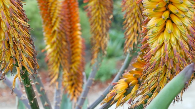 Aloe succulent plant yellow flower, California USA. Desert flora arid climate natural botanical close up background. Vivid orange bloom of Aloe Vera. Gardening in America, grows with cactus and agave