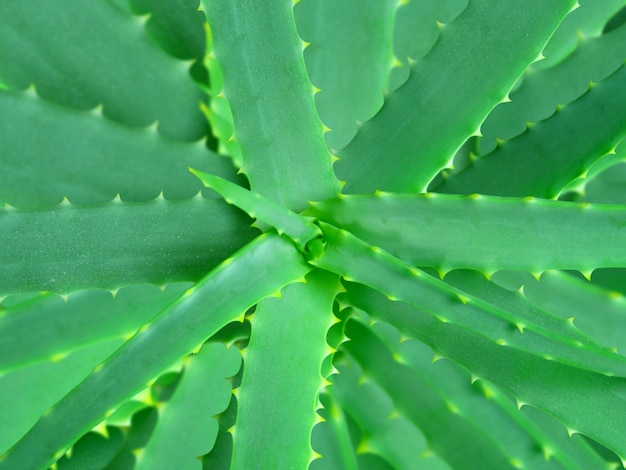 Aloe vera background