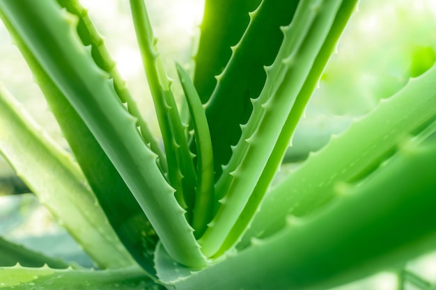 Aloe vera the best natural herbal for heal a wound