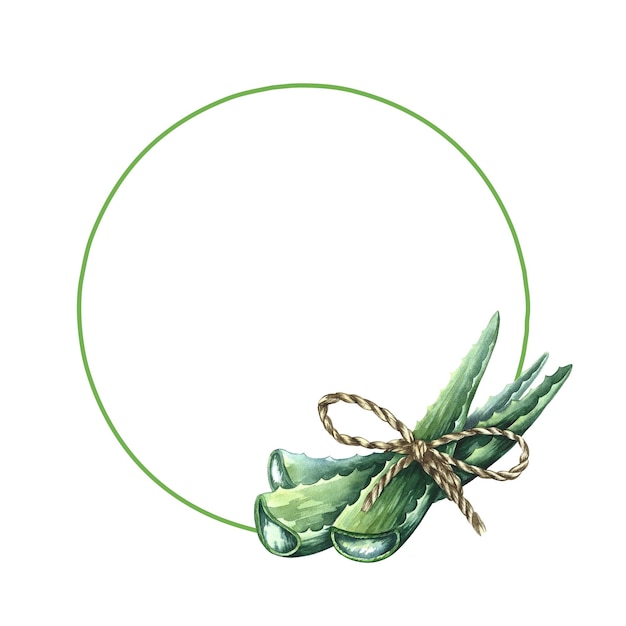 Aloe vera. Circle frame. Watercolor illustration.