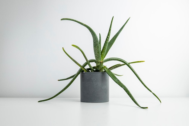 Aloe vera flower in a pot on a white table on a white background