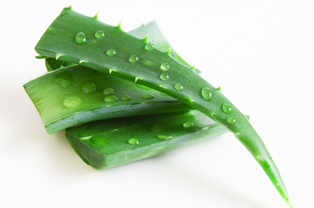 Aloe vera fresh leaves and slices with water drops