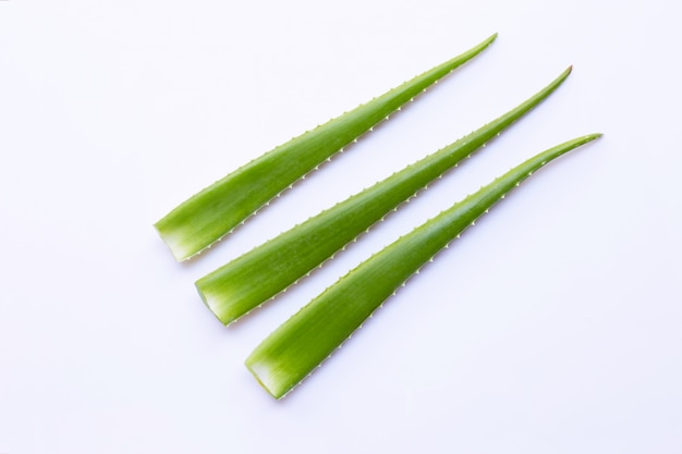 Aloe vera fresh leaves on white