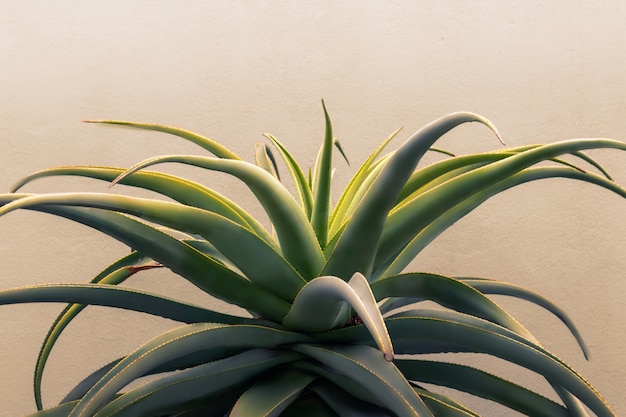 Aloe vera green plant on a white background. Aloe Vera for cosmetics ingredient