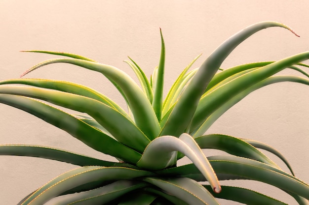 Aloe vera green plant on a white background. Aloe Vera for cosmetics ingredient