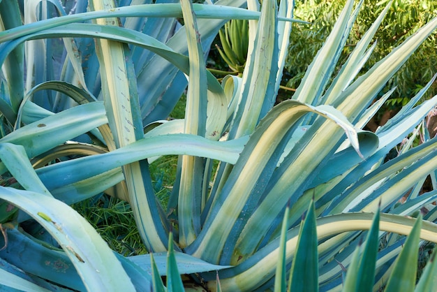 Aloe vera growing in a botanical garden outdoors on a sunny day Closeup of green agave plant with long prickly leaves filled with gel with healing properties used for skincare and medicinal purposes