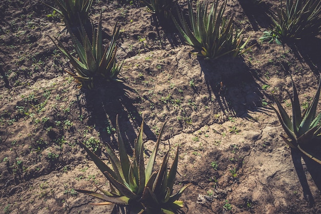 Aloe vera growing 