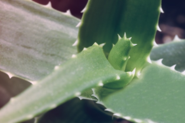 Aloe Vera is a succulent plant from the Aloeaceae family used both as an ornamental plant in gardens and as a medicinal plant with strong regenerating and detoxifying powers.