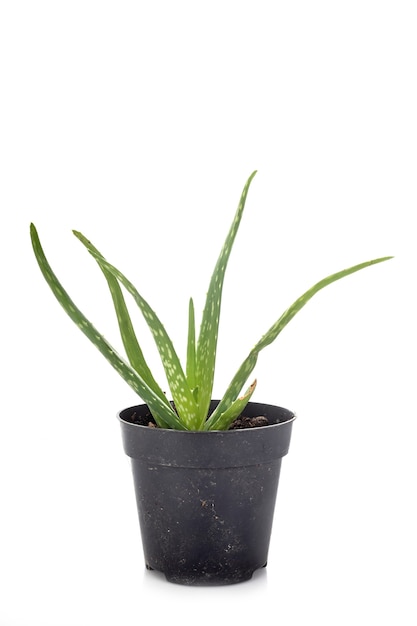 Aloe vera isolated 