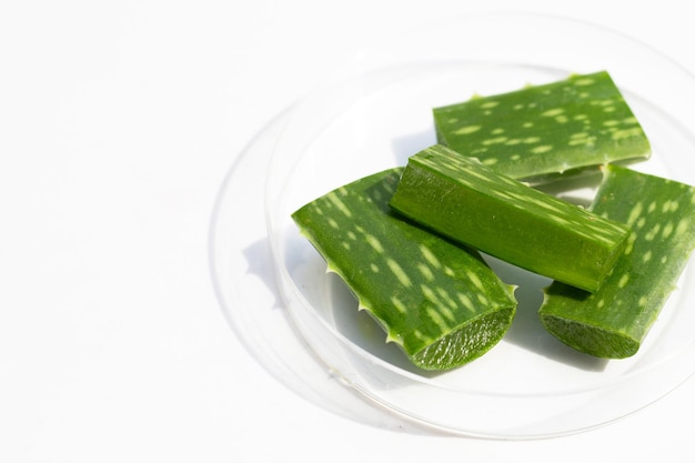 Aloe vera in petri dishes on white background