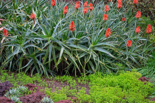 Aloe vera plant bush flowers