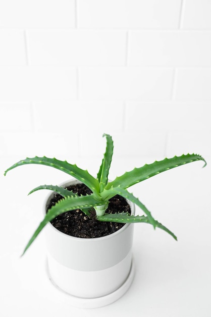 Aloe vera plant in a ceramic flower pot on a white background