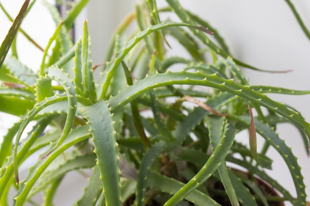 Aloe vera plant Home flowerpot