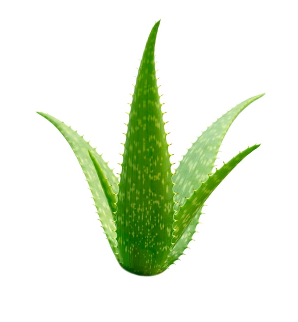 Aloe Vera plant isolated on white background