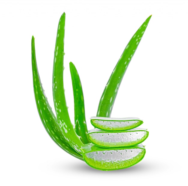 Aloe vera plant isolated on white background