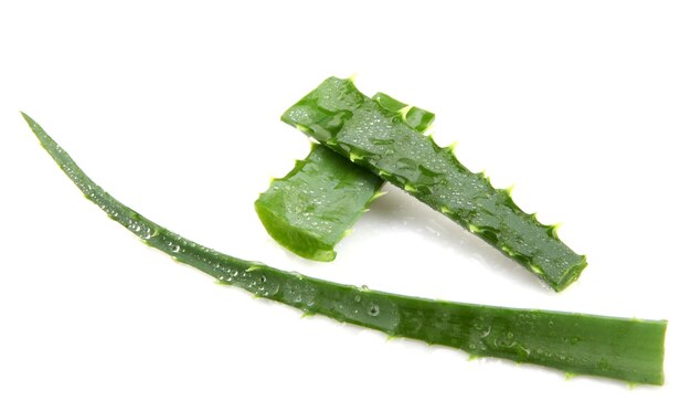 Aloe vera plant isolated on white