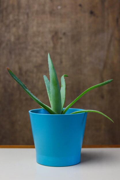 aloe vera plant in a turquoise flower pot