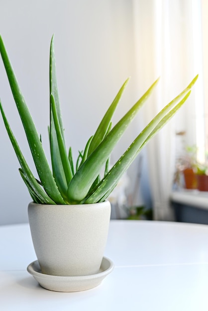 Aloe vera plant in a white pot by a window inside a home dead aloe vera leaves