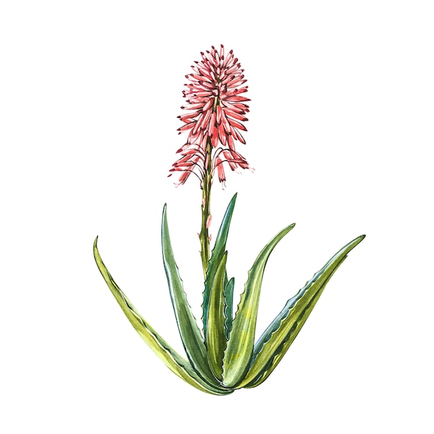 Aloe vera plant with flower in watercolor style