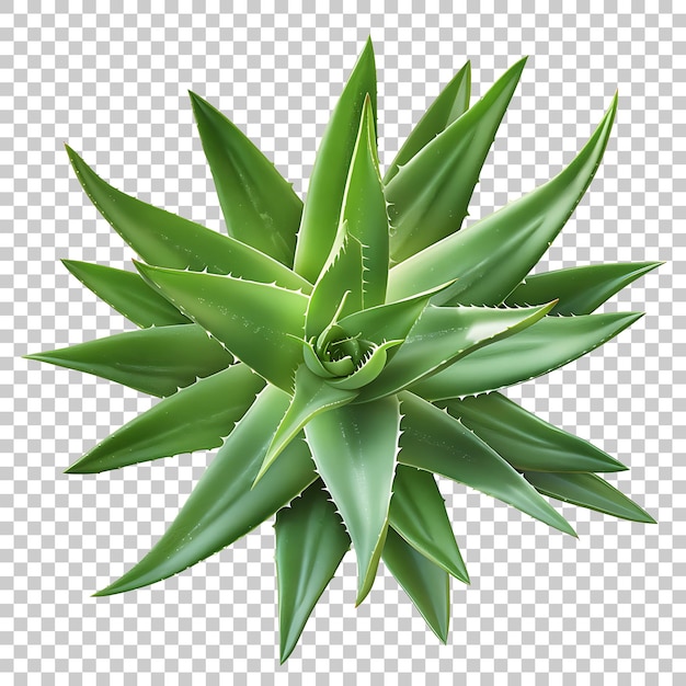 Aloe Vera PNG with Transparent Background