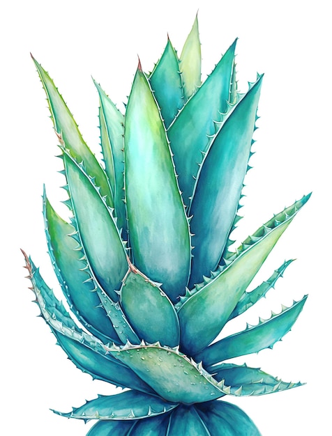 Aloe Vera used for herbal medicine or cosmetics over white back