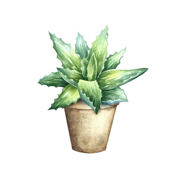 Aloe vera. Watercolor illustration.