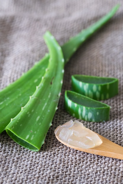 Aloe vera