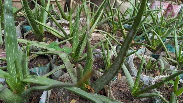 aloe vera