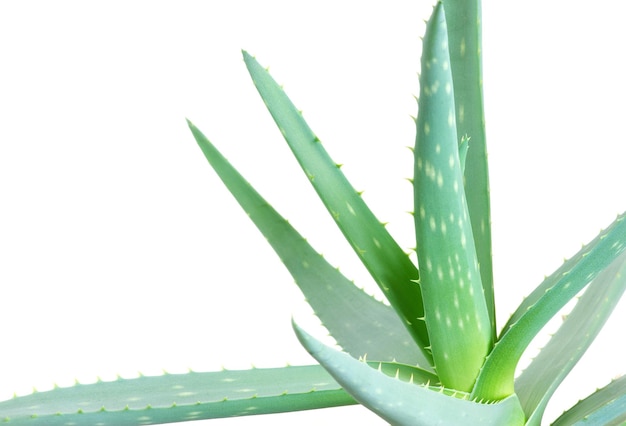 Aloe