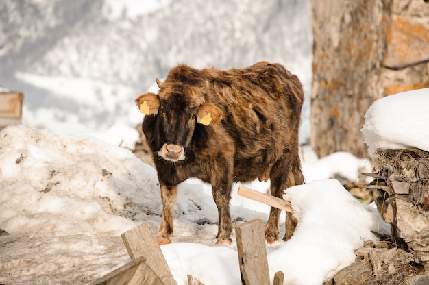 Alone brown cow standing outside in winter waiting of the owner in the abandoned place