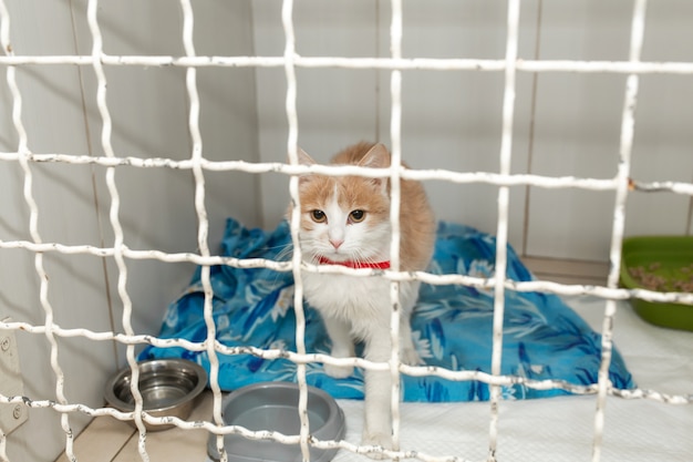 Alone cat in shelter cage