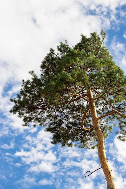 Alone Cedar tree cedar pine against blue sky with clouds background Vertical