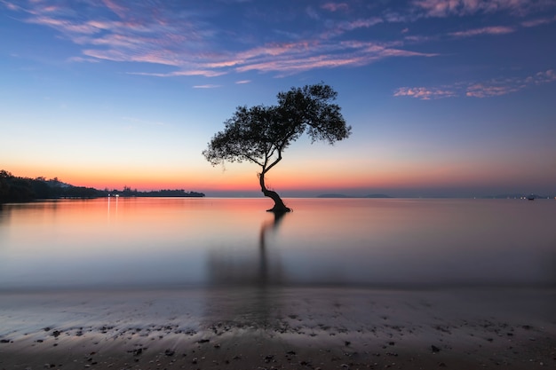 alone mangrove tree and morning sunrise on the beautiful beach and sky at Chumphon, Thailand.