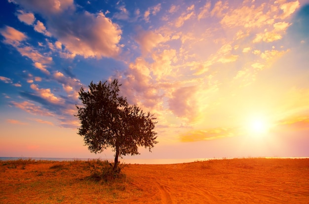 Alone tree on the beach at sunrise