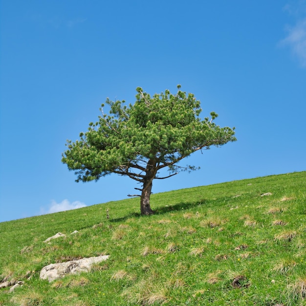 Alone tree on the empty green grass field Lonely coniferous tree on the green hill against blue sky