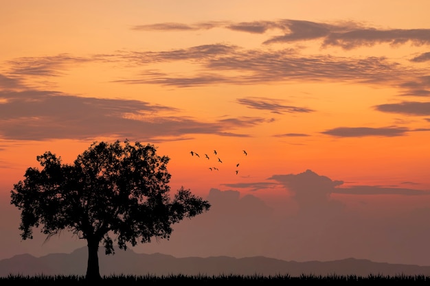 Alone Tree Silhouette Sunset or Sunrise.