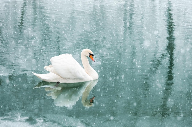 Alone white swan swim in the winter lake water in sunrise time