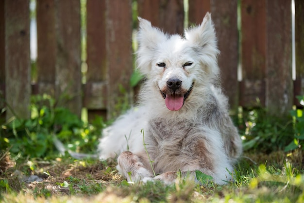 Alopecia disease Samoyed dog Dermatitis and Itching of Dogs