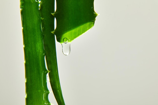 Alora vera leaf with juice gel drips from the stems on white background